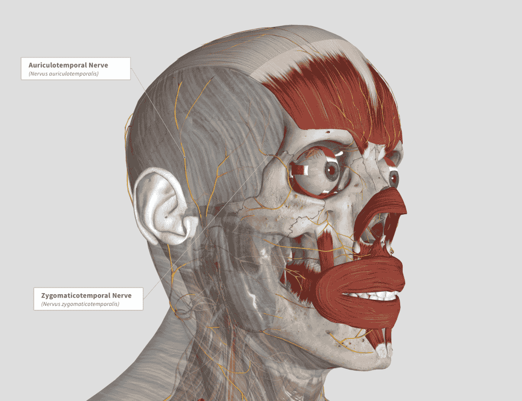 Лицевой нерв череп. Нерв zygomaticotemporalis.