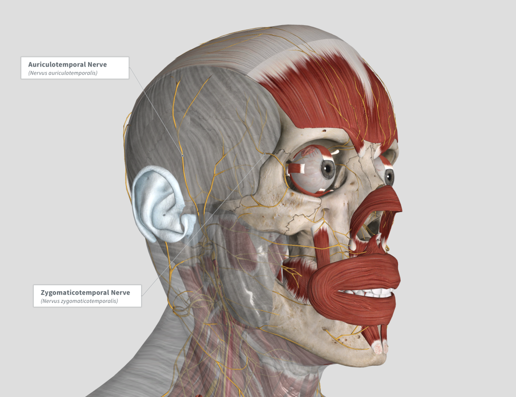 Anatomy of a Headache Los Angeles | Migraine Location 